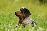 BEAUCERON - PUPPIES 301